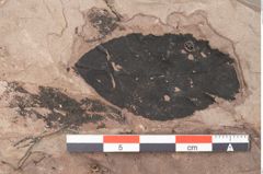 Foto (Detailansicht) von Plantae indet.  (NHMW-GEO-2024-0188-11560)